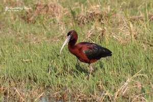 Glossy Ibis