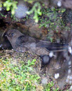 White-chinned Swift