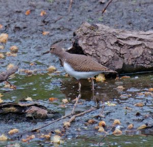 Common Sandpiper