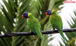 Rainbow Lorikeet