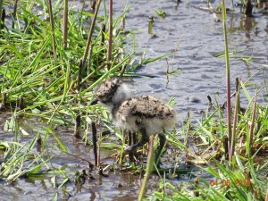 Lapwing