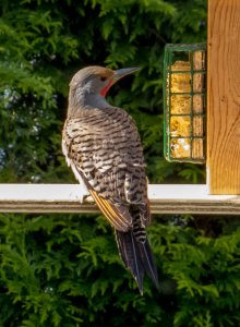 Northern Flicker