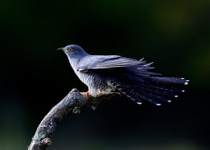 Cuckoo