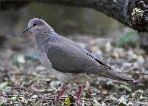 White-tipped Dove