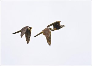 Aplomado Falcons