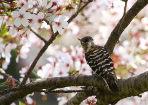 Japanese Pygmy Woodpecker Male Red Spots