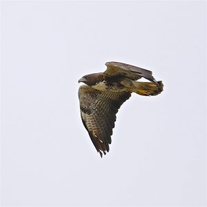 White-tailed Hawk (2nd yr bird)