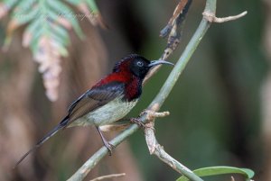 Black-throated Sunbird