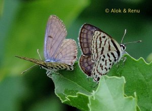 Butterfly - 192