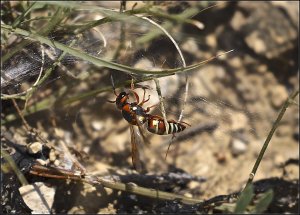 Hidalgo Mason Wasp