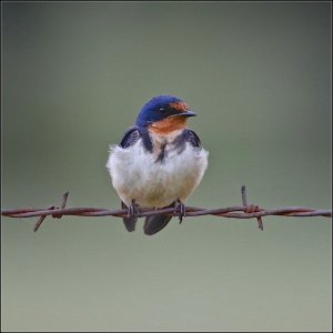 Barn Swallow (female)