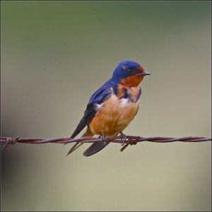 Barn Swallow (male)