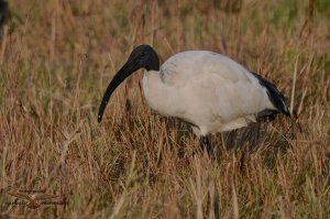 Sacred Ibis