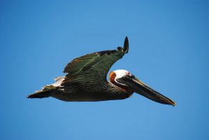 Brown Pelican