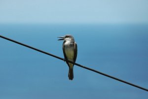 Bird on a Wire