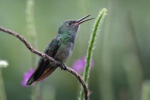 Scaly-breasted Hummingbird