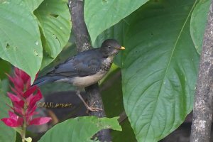 Plumbeous-backed Thrush