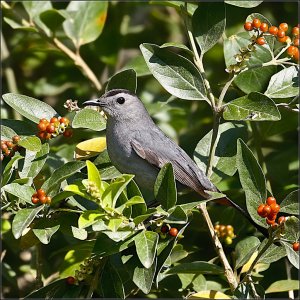 Gray Catbird