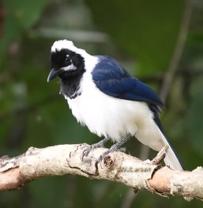 White-tailed Jay