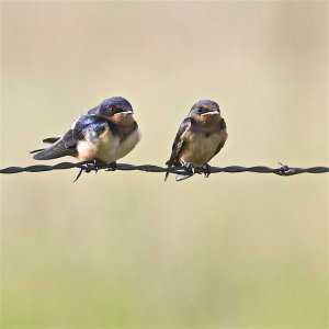 Barn Swallow (juveniles)