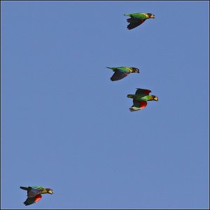 Orange-cheeked Parrots