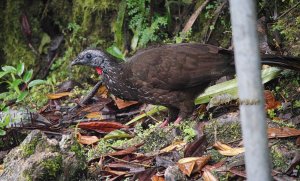 Bearded Guan