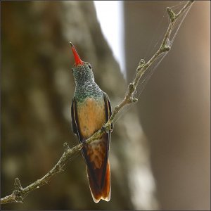 Buff-bellied Hummingbird