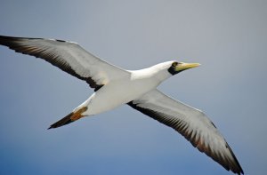 Masked Booby