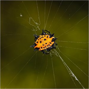 Crab-like Spiny Orb Weaver