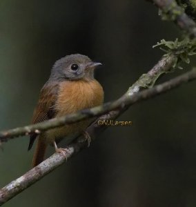 Ruddy-tailed Flycatcher