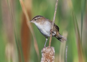 Marsh Wren