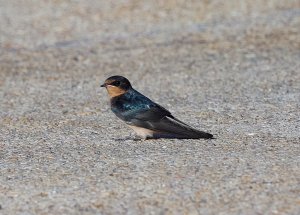 Barn Swallow (juvenile)