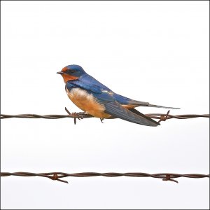 Barn Swallow (male)