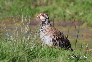 red  legged partridge