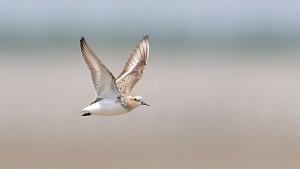 Red-necked Stint