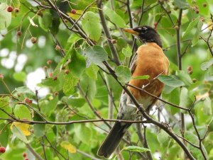 American Robin