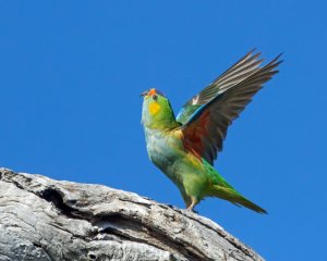 Purple-crowned Lorikeet