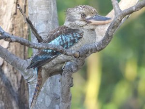 Blue-winged Kookaburra