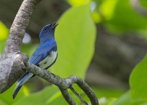 Zappey's Flycatcher