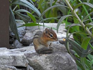 Chipmonk