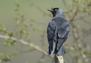 Jackdaw