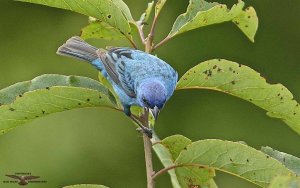 Indigo Bunting