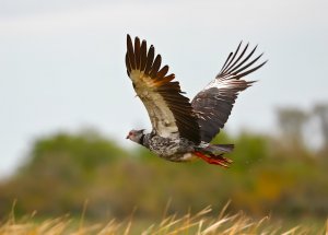 Southern Screamer