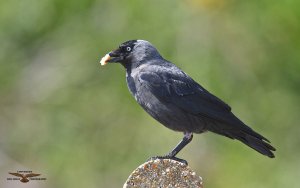 Jackdaw