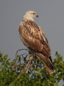 Long-legged Buzzard