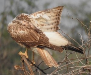 Long-legged Buzzard