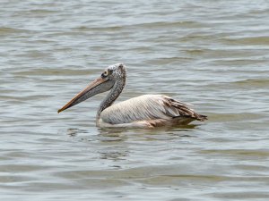 Spot-billed Pelican