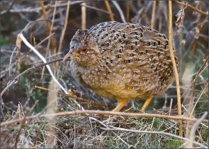 Andean Tinamou