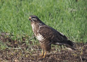 Common Buzzard