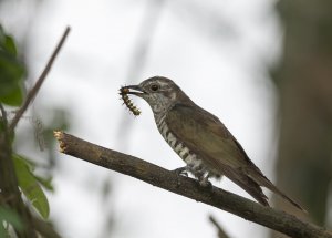 Little Bronze Cuckoo